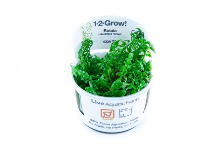 Rotala rotundifolia Green